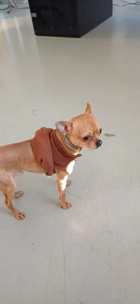Cane Chihuahua pelo corto fulvo guinzaglio traversina 14 mesi  perfetto | Foto 3