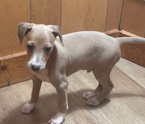 Cuccioli piccolo levriero italiano