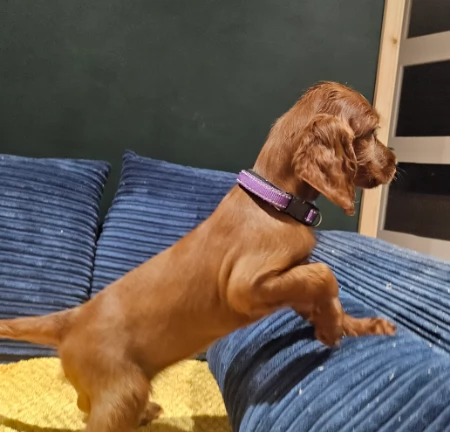 Cuccioli setter irlandese