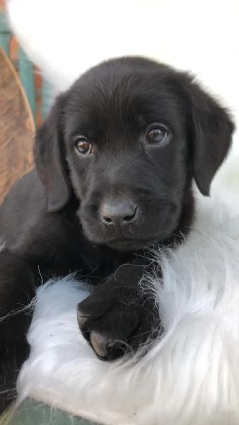 Bellissimi cuccioli di Labrador Retriever neri