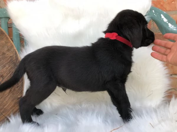 Bellissimi cuccioli di Labrador Retriever neri | Foto 4