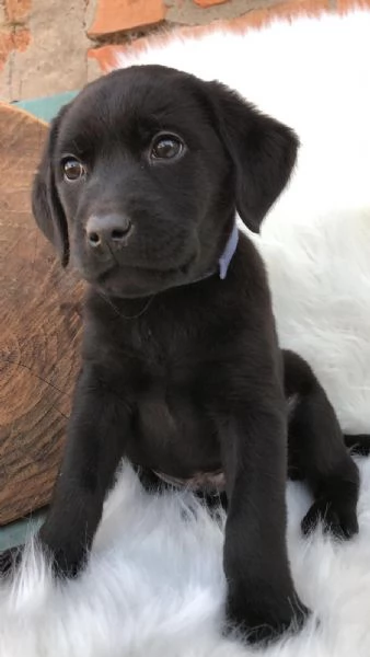 Bellissimi cuccioli di Labrador Retriever neri | Foto 3