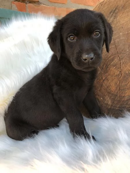 Bellissimi cuccioli di Labrador Retriever neri | Foto 0