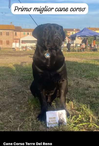 Cuccioli di Cane Corso | Foto 3