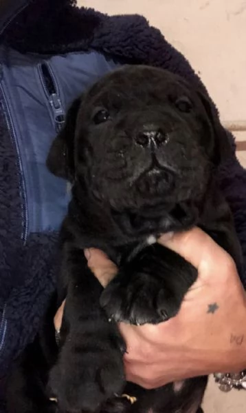 Cuccioli di Cane Corso | Foto 2