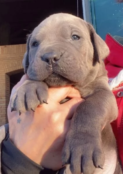 Cuccioli di Cane Corso | Foto 0