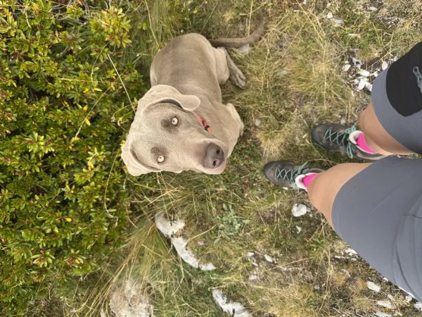 Cuccioli di Weimaraner  | Foto 2