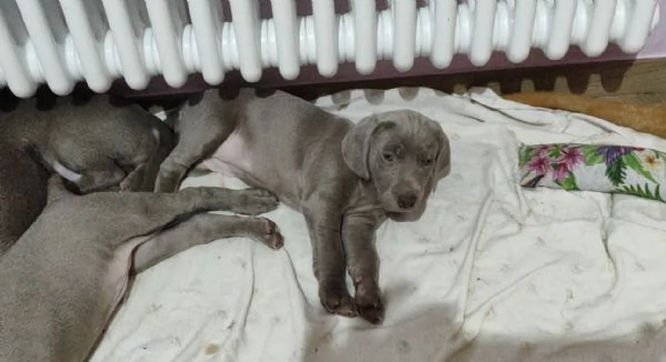 Cuccioli di Weimaraner  | Foto 1