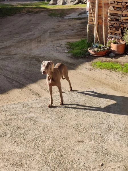 Cuccioli di Weimaraner  | Foto 0