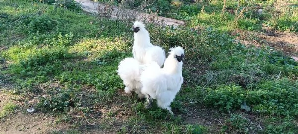 Galline moroseta | Foto 3