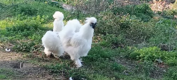 Galline moroseta | Foto 0