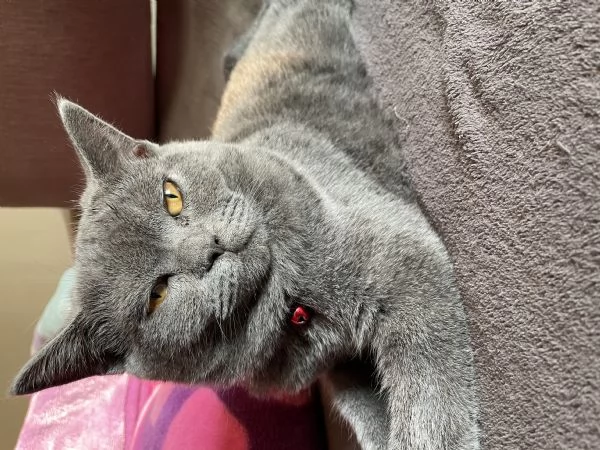 Vendo gatto | Foto 4