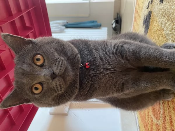 Vendo gatto | Foto 3