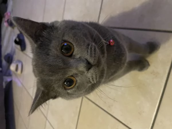 Vendo gatto | Foto 2