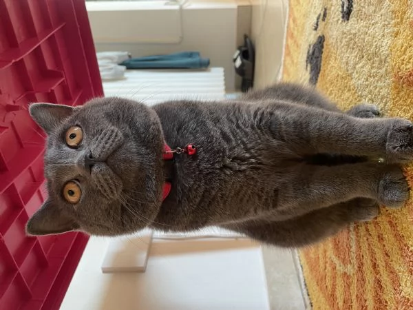 Vendo gatto | Foto 1