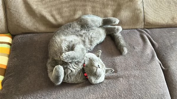 Vendo gatto | Foto 0