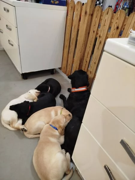 Cuccioli di labrador 