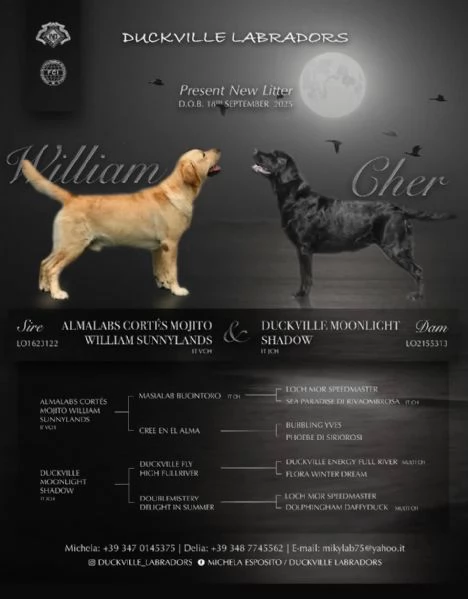 Cuccioli di labrador  | Foto 1