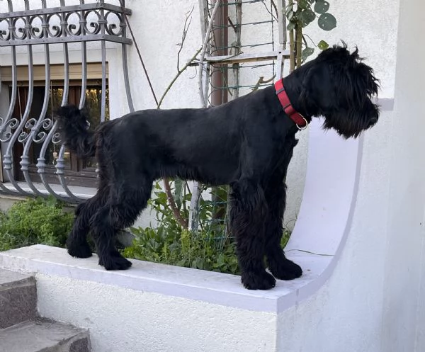 Cuccioli di Schnauzer gigante | Foto 4