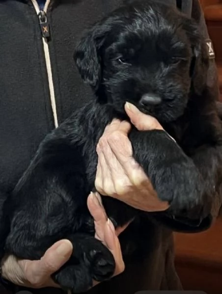 Cuccioli di Schnauzer gigante | Foto 2