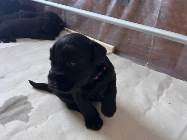 Cuccioli di Schnauzer gigante | Foto 1