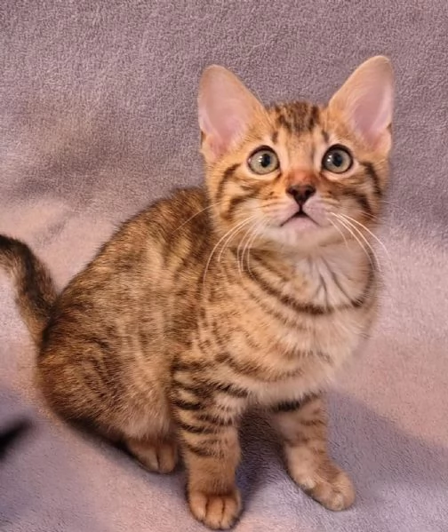 cuccioli di gatto bengala | Foto 0