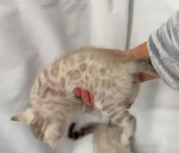 cuccioli di gatto bengala