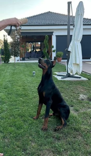 Doberman – cuccioli in vendita | Foto 3