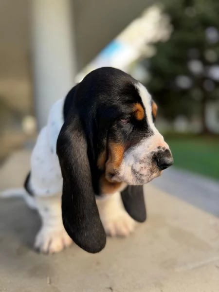 cuccioli di basset hound 
