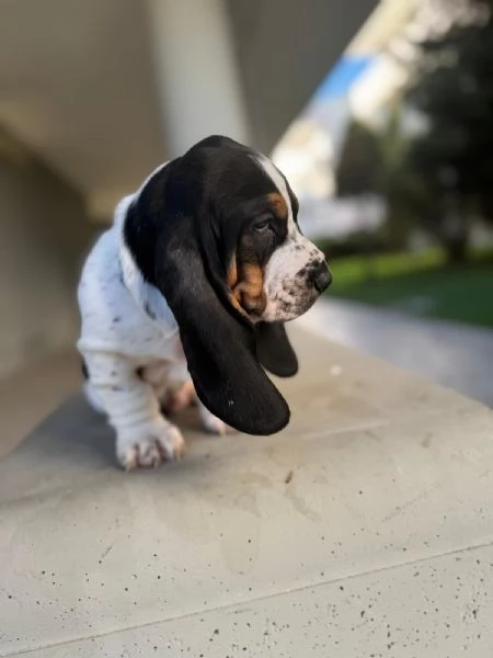 cuccioli di basset hound  | Foto 3