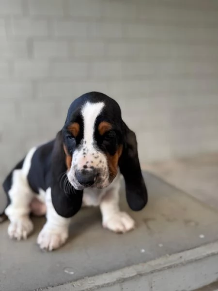 cuccioli di basset hound  | Foto 2