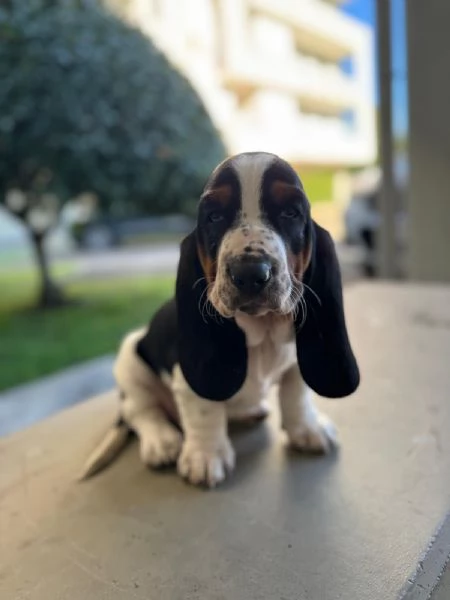 cuccioli di basset hound  | Foto 1