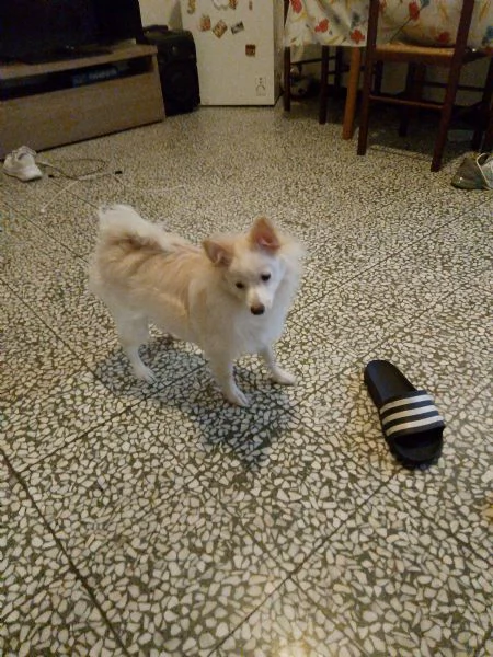 Vendo cucciola volpino tedesco 