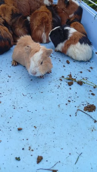 Porcellini d'india  | Foto 2