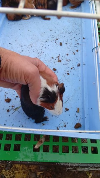 Porcellini d'india  | Foto 1