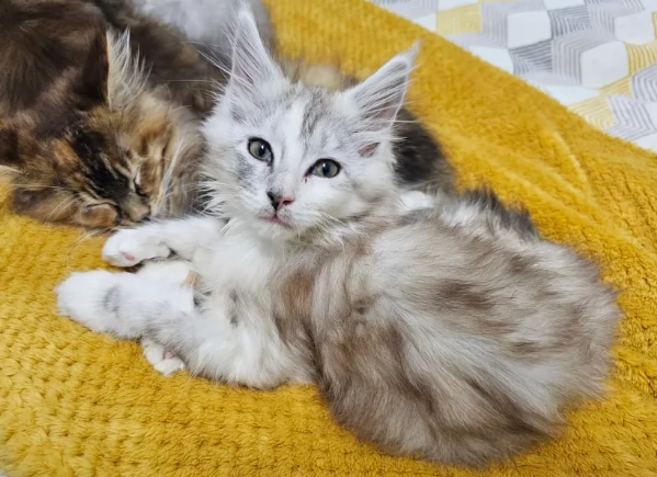 Adozione gattini razza pura Maine Coo