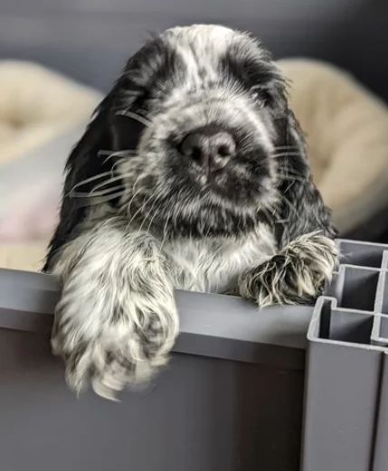 Bellissimi cuccioli di cocker spaniel