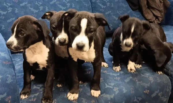 cuccioli amstaff pitbul