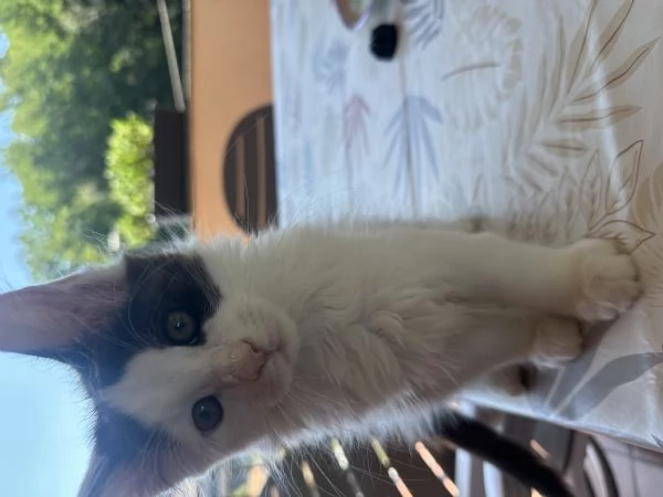 Vendita cuccioli Maine coon | Foto 6