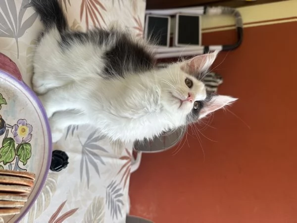 Vendita cuccioli Maine coon | Foto 5