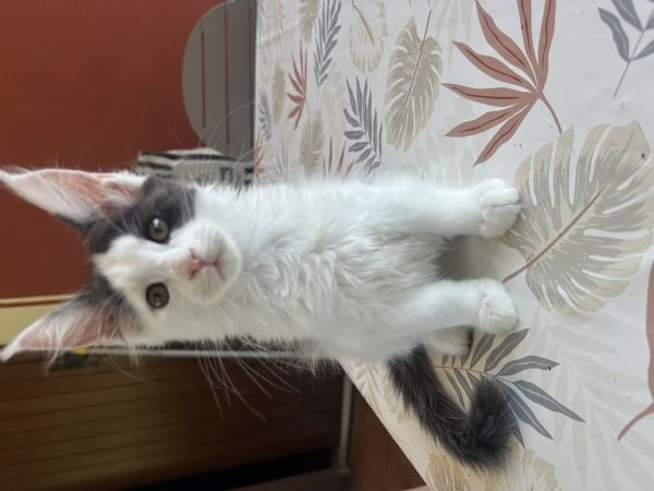Vendita cuccioli Maine coon | Foto 4