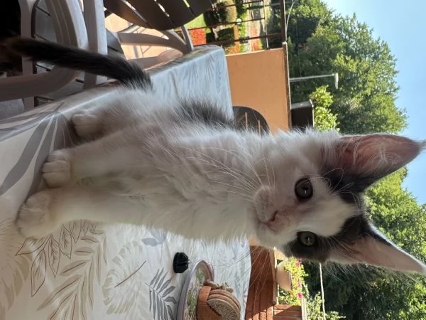 Vendita cuccioli Maine coon | Foto 3