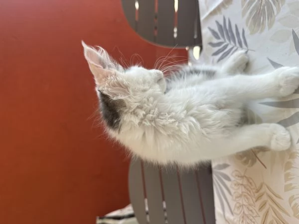 Vendita cuccioli Maine coon | Foto 2