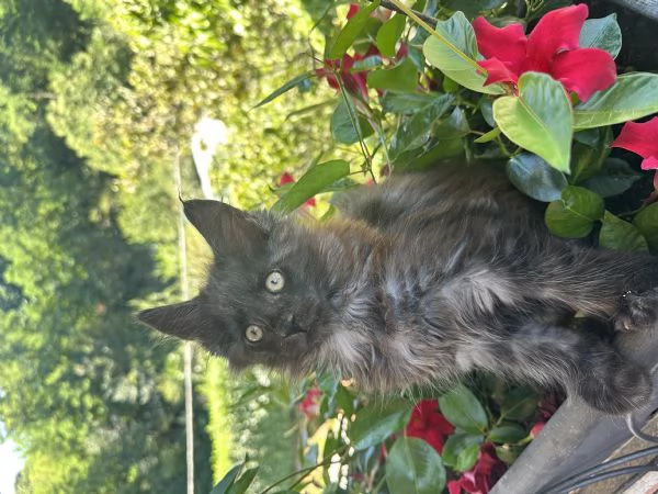 Vendita cuccioli Maine coon