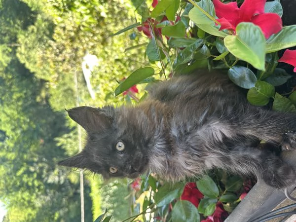 Vendita cuccioli Maine coon | Foto 1