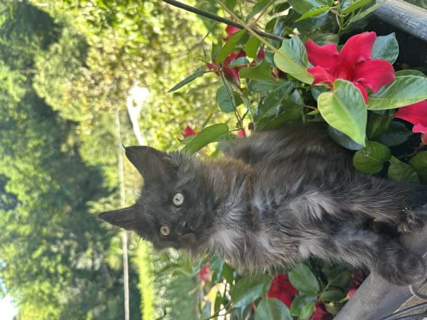 Vendita cuccioli Maine coon | Foto 0