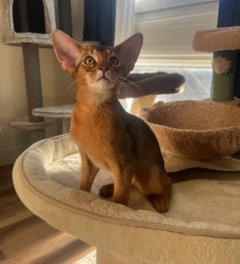 Splendidi gattini abissini