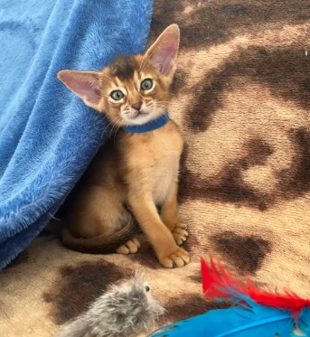 Splendidi gattini abissini | Foto 0