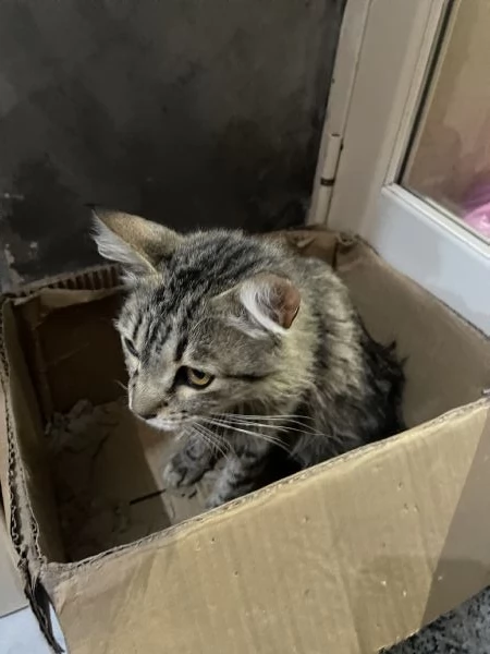 3 gattini di strada | Foto 1