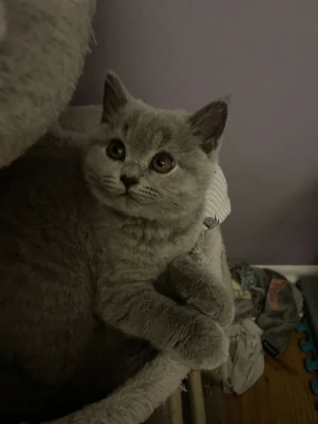 Cuccioli di Barboncino cercano casa piena d'amore! | Foto 0